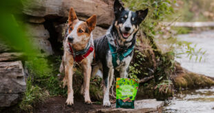 How to Identify Signs Your Dog Needs Glucosamine: A Guide for Pet Parents