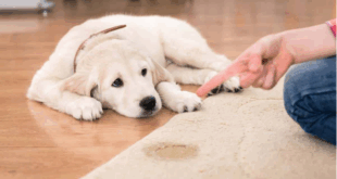 Guide to Stopping Puppy Accidents on Your Carpet