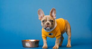 The Difference Between French Bulldog & English Bulldog 