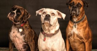 The Top 5 Tips for First-Time Dog Owners