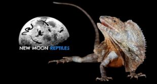 New Moon Reptiles: South Florida’s Reptile Haven