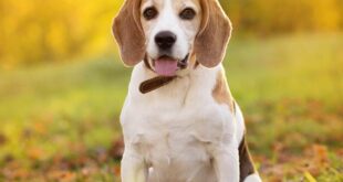 Why You Should Adopt Instead of Shop When Looking for a Dog