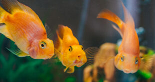 Aquarium Equipment: What’s Essential and What’s Optional?