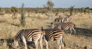 Masai Mara Safari Dreams & Nairobi Wildlife Encounters