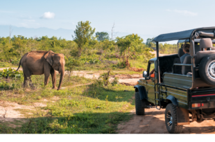 Wild Heart of Africa: Tanzania Safari Adventure You Never Forget