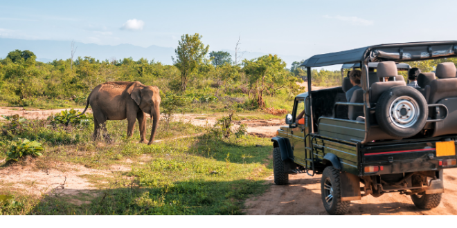 Wild Heart of Africa: Tanzania Safari Adventure You Never Forget