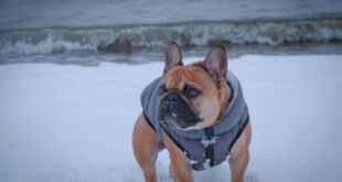 What’s It Like to Own a French Bulldog in Upstate New York? Life with a French Bulldog in Upstate New York
