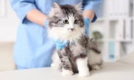Cats Diarrhea and Vomiting: Causes, Treatment, and When to See a Vet