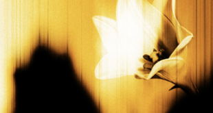 U2 SHARE NEW STANDALONE 6-TRACK EP U2 – EASTER LILY