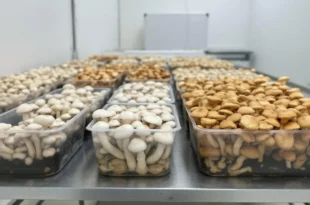 mushroom