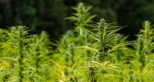 What to Expect on a Cannabis Facility Tour (And Why They’re Worth It)