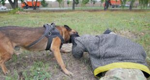 What to Do After a Dog Bite Injury