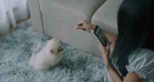 How Pet Owners Can Keep Their Carpets Cleaner for Longer