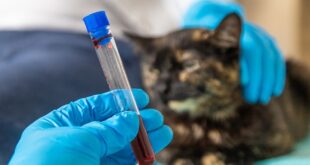 What Your Vet Is Actually Looking For — A Plain-English Guide to Bloodwork, X-Rays and Other Pet Tests